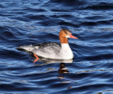 Common Merganser - Mergus merganser