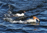 Common Merganser - Mergus merganser