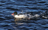 Common Merganser - Mergus merganser