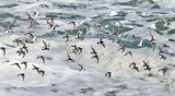 Purple Sandpiper - Calidris maritima 