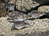 Purple Sandpiper - Calidris maritima 