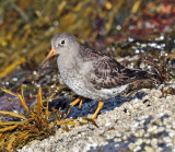 Purple Sandpiper - Calidris maritima