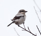 Northern Shrike - Lanius excubitor