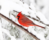 Northern Cardinal - Cardinalis cardinalis