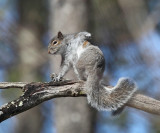 Eastern Gray Squirrel - Sciurus carolinensis