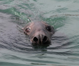 Gray Seal - Halichoerus grypus