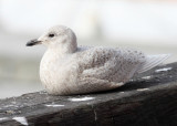 Iceland Gull - Larus glaucoides