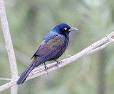 Common Grackle - Quiscalus quiscula