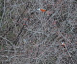 Fieldfare - Turdus pilaris