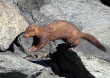 American Mink - Neovison vison