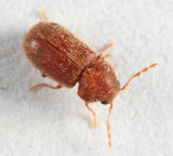 Drugstore Beetle - Stegobium paniceum