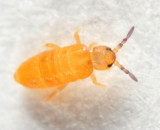 Lepidocyrtus sp.