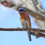 Eastern Bluebird - Sialia sialis