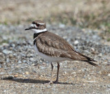 Killdeer - Charadrius vociferus