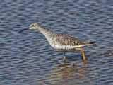 Greater Yellowlegs - Tringa melanoleuca