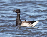 Brant - Branta bernicla