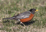 American Robin - Turdus migratorius