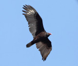 Turkey Vulture - Cathartes aura