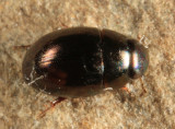 Paracymus sp.