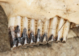 Meadow Vole - Microtus pennsylvanicus (lower jaw bones)