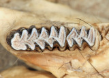 Meadow Vole - Microtus pennsylvanicus (lower jaw bones)
