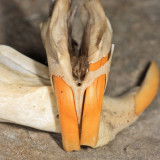 Meadow Vole - Microtus pennsylvanicus (upper jaw bones)
