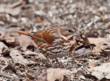 Fox Sparrow - Passerella iliaca 