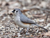 Tufted Titmouse - Baeolophus bicolor