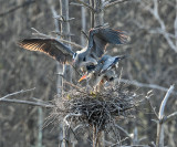 Great Blue Heron - Ardea herodias