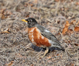 American Robin - Turdus migratorius (leucistic)