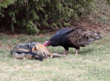 Turkey Vulture - Cathartes aura
