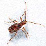 Hairy Spider Beetle - Ptinus villiger