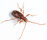 Hairy Spider Beetle - Ptinus villiger