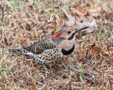 Northern Flicker - Colaptes auratus