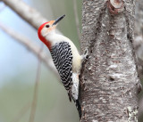 Red-bellied Woodpecker - Melanerpes carolinus (male)