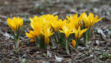 Dutch Yellow Crocus - Crocus flavus