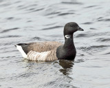 Brant - Branta bernicla