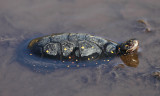 Spotted Turtle - Clemmys guttata