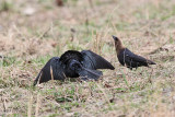 Brown-headed Cowbird - Molothrus ater