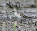 Pectoral Sandpiper - Calidris melanotos