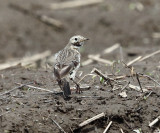 American Pipit - Anthus rubescens