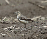 American Pipit - Anthus rubescens