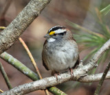 White-throated Sparrow - Zonotrichia albicollis