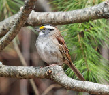 White-throated Sparrow - Zonotrichia albicollis