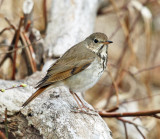 Hermit Thrush - Catharus guttatus