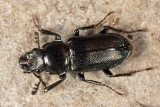 Oak Stag Beetle - Platycerus virescens