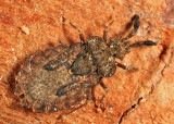 Aradus robustus