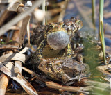 American Toad - Anaxyrus americanus