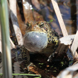 American Toad - Anaxyrus americanus