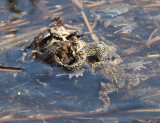 American Toad - Anaxyrus americanus